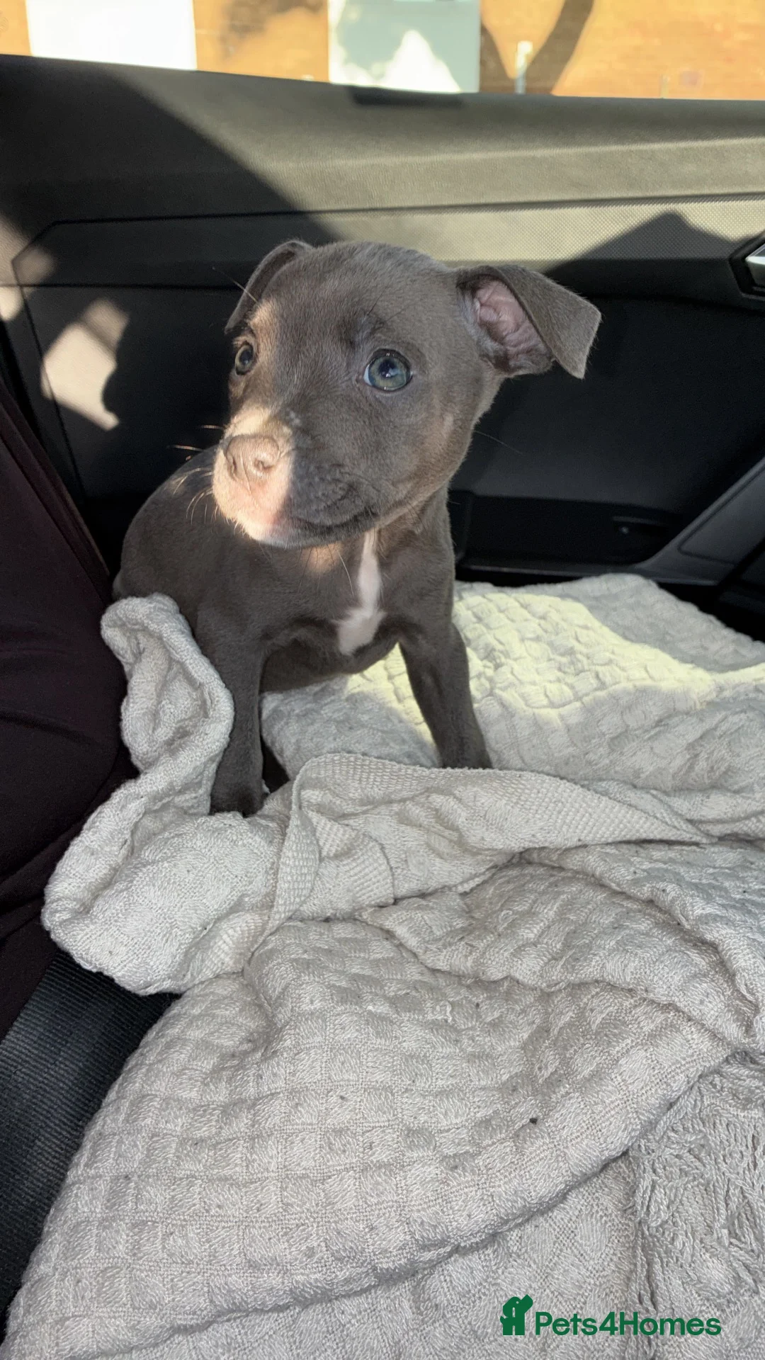 Staffordshire Bull Terrier dogs for sale: Staffy puppy  - Advert 2