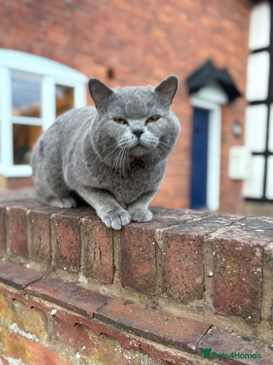 British Shorthair cats for sale: Toast and Bagel - British shorthair boys - Advert 13