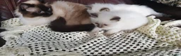 Ragdoll cats for sale: 💖11 WEEKS OLD💖 GCCF Registered Ragdoll Kittens. - Advert 35