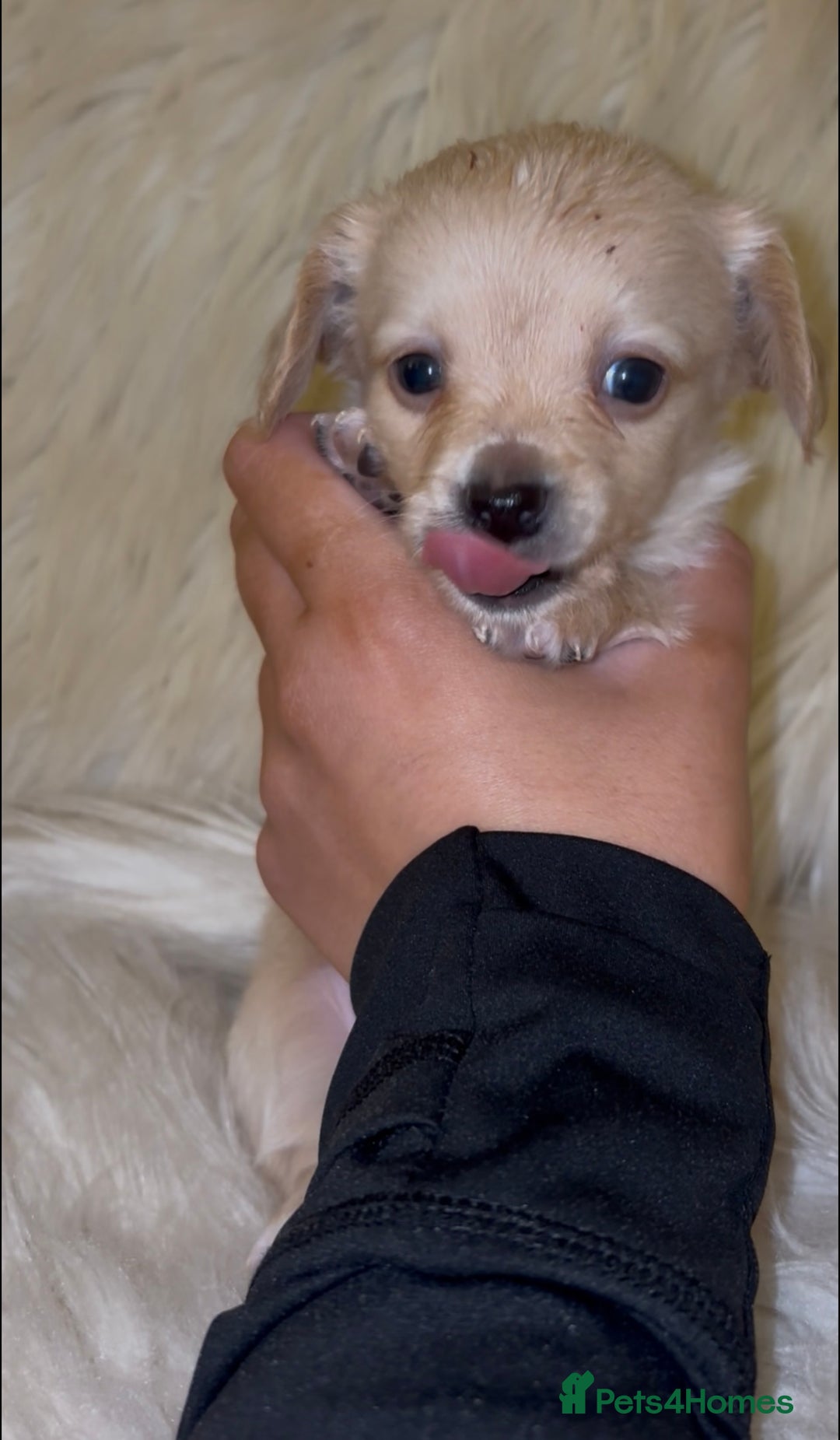 Chiweenie dogs for sale: Gorgeous Mini Dachshund X Puppies🐾 - Advert 29