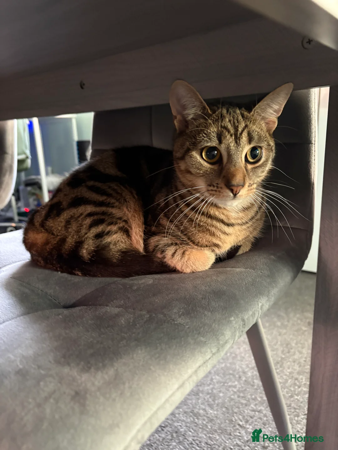Mixed Breed cats for sale: Max - aged 9 months  - Advert 1