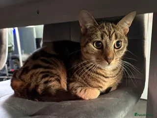 Mixed Breed cats Max - aged 9 months - Advert 2