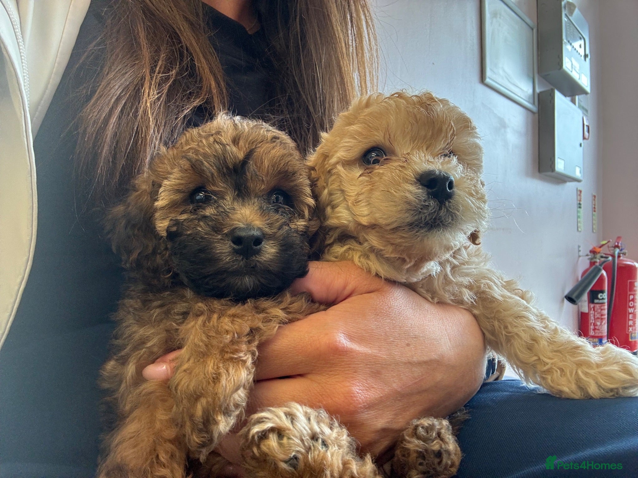 Mixed Breed dogs Shihpoo x Cockapoo little girl £900 looking for 🏡 - Advert 2