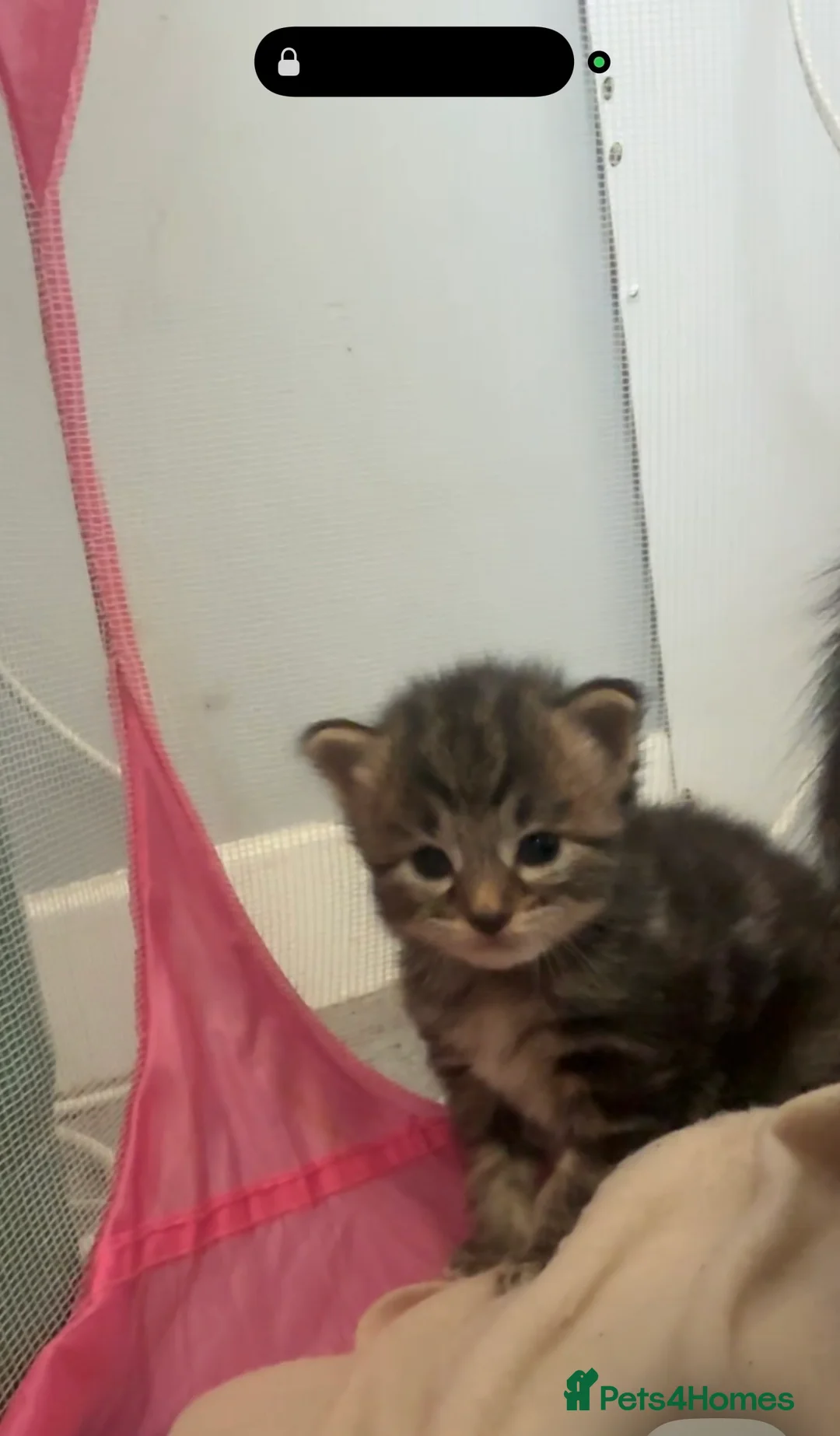 Mixed Breed cats for sale: Main coon x kittens  - Advert 2