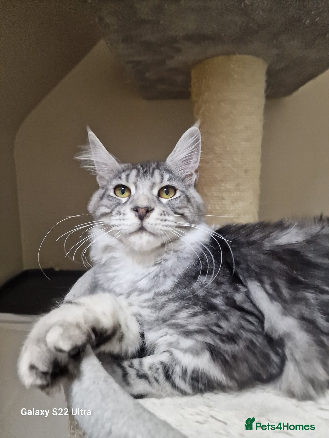 Maine Coon cats for sale: 🎀Pure maine coon female🎀 - Advert 6