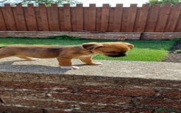 Border Terrier dogs for sale: Boarder terrier x Jack Russell girl pup - Image 2
