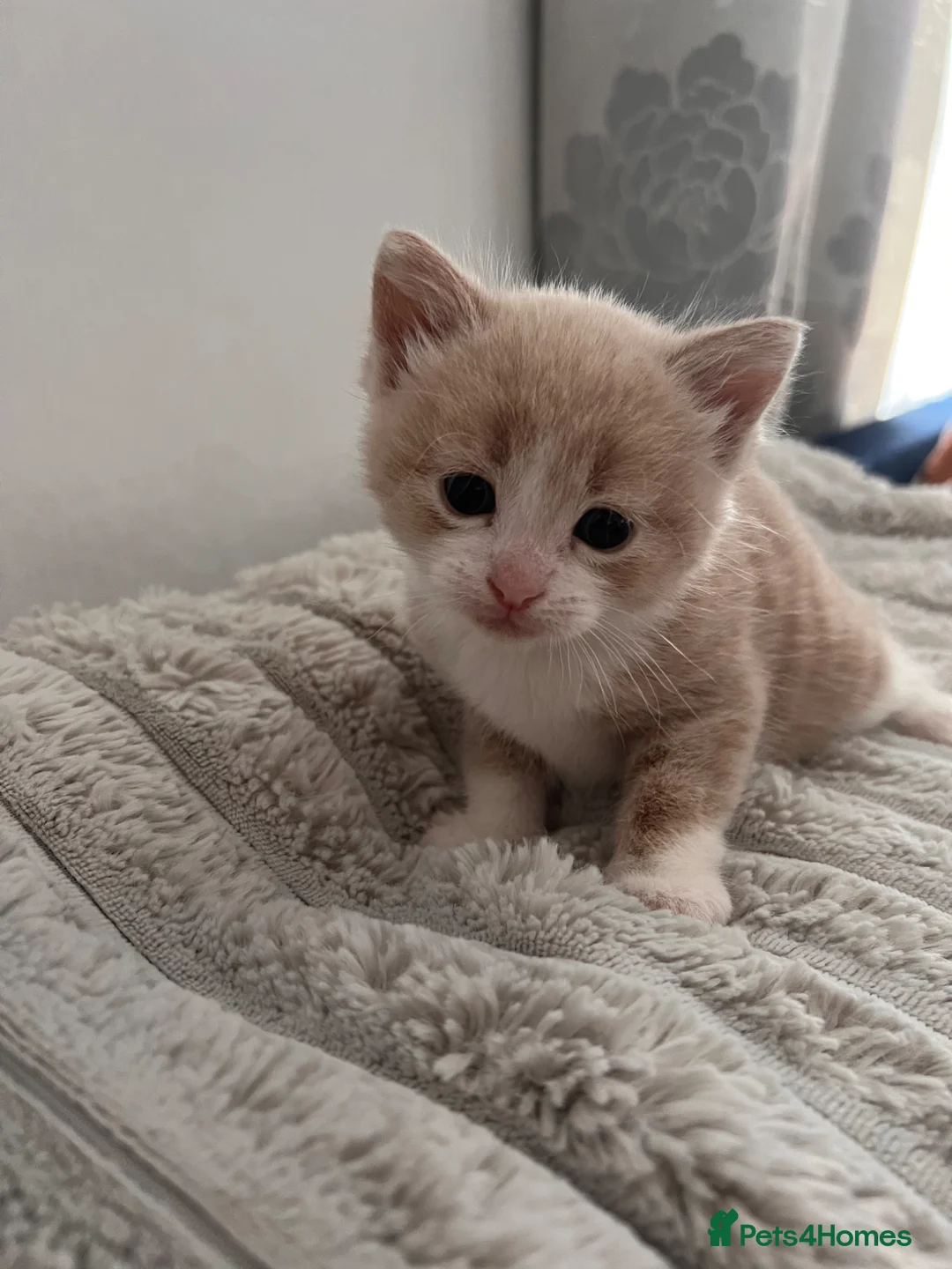 Mixed Breed cats for sale:  Beautiful Playful Kittens Ready for reservations  - Advert 2