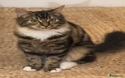 Siberian cats for sale: Siberian & Maine Coon Cross Female Cat Calico - Image 5