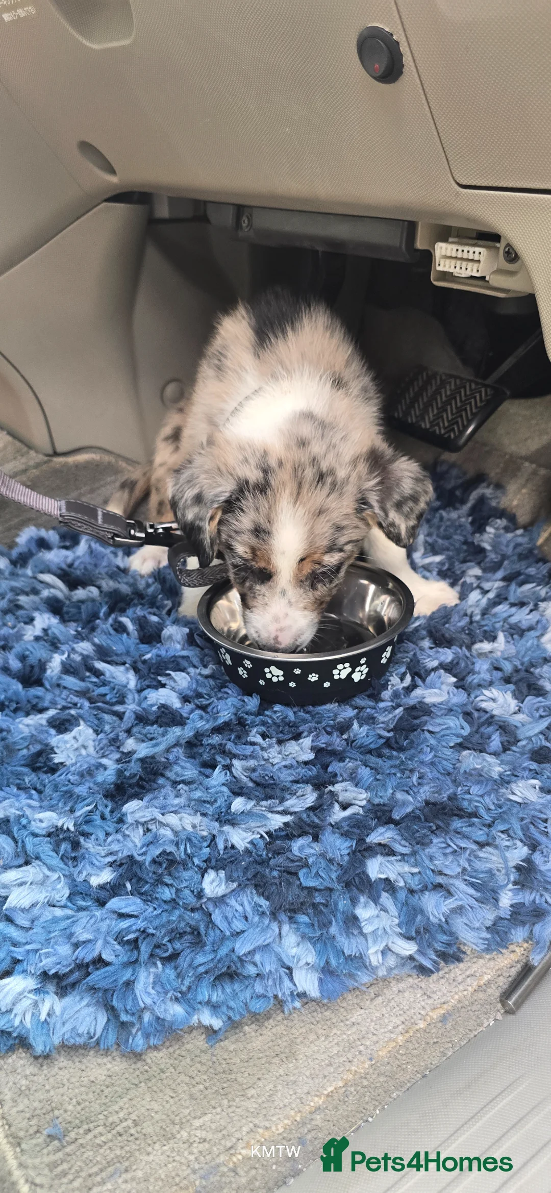 Border Collie dogs for sale: Blue merle border collie  in Abergele - Advert 2