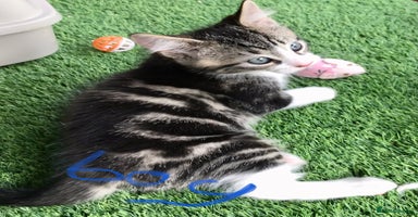 Mixed Breed cats - Advert 2
