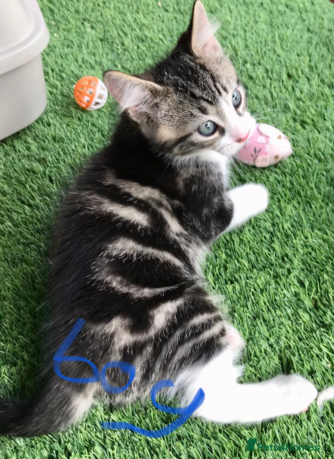 Mixed Breed cats for sale: 5 kitten’s available today  - Image 2