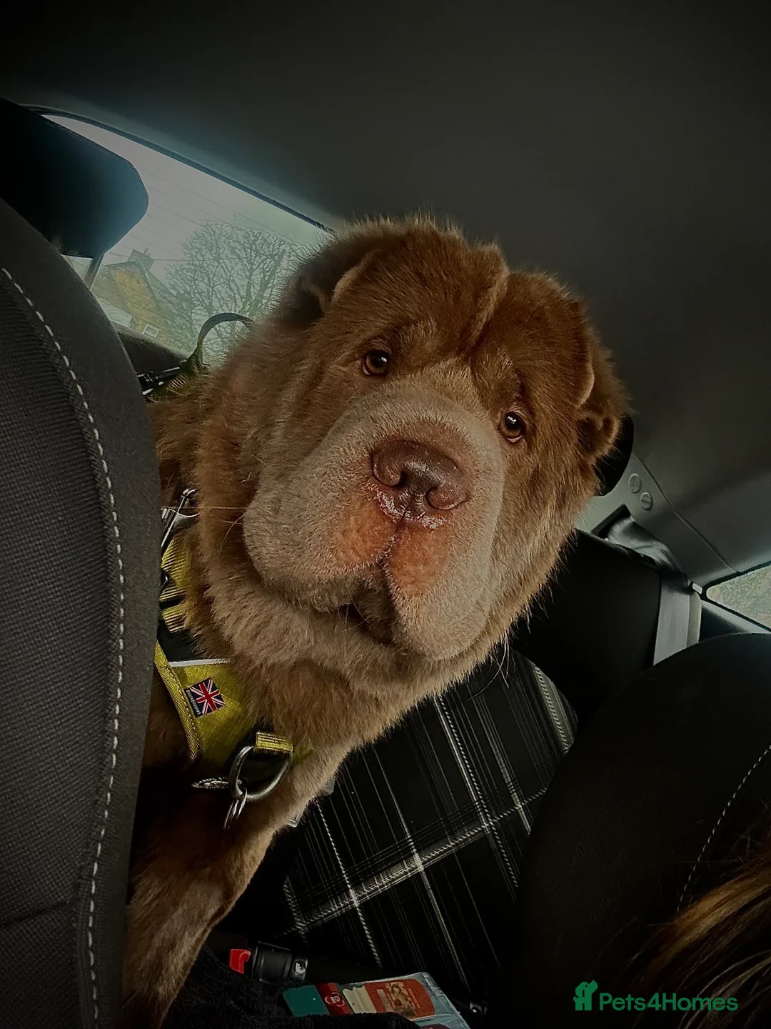 Shar Pei dogs for stud: Yogi Bear for Stud 🧸🤜 - Advert 2