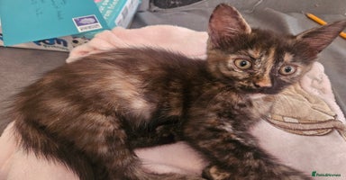 Mixed Breed cats - Advert 8
