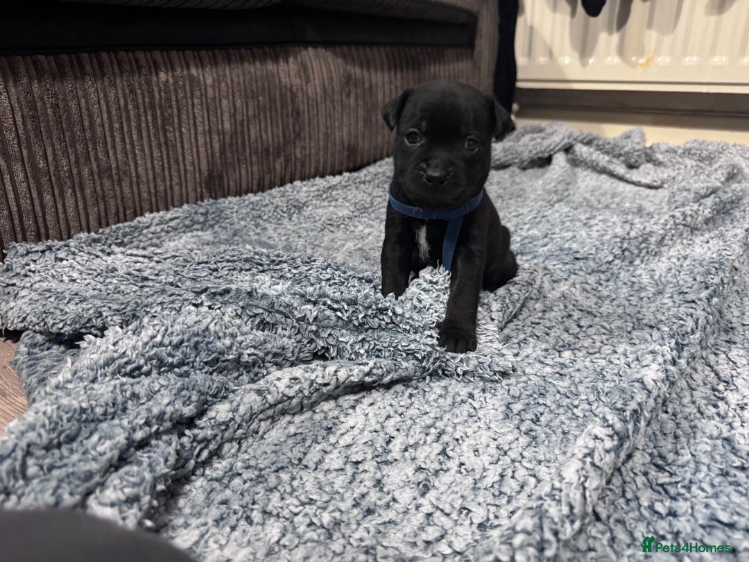 Staffordshire Bull Terrier dogs for sale: Staffys Puppies   25+ Champions ( Show Quality ) - Advert 29