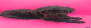 Schnoodle 6