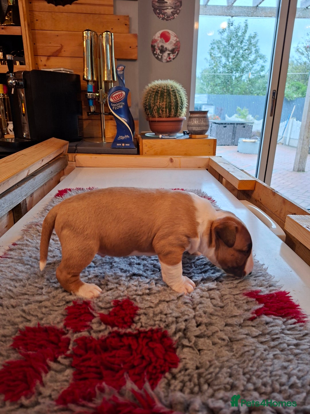 English Bull Terrier dogs for sale: 4 English bull terrier pups 2 male 2 female  - Image 4