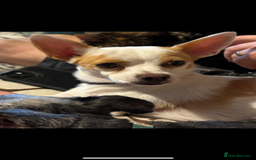Mixed Breed dogs for sale: Ted chihuahua x Jack Russell 10 months old  - Image 4