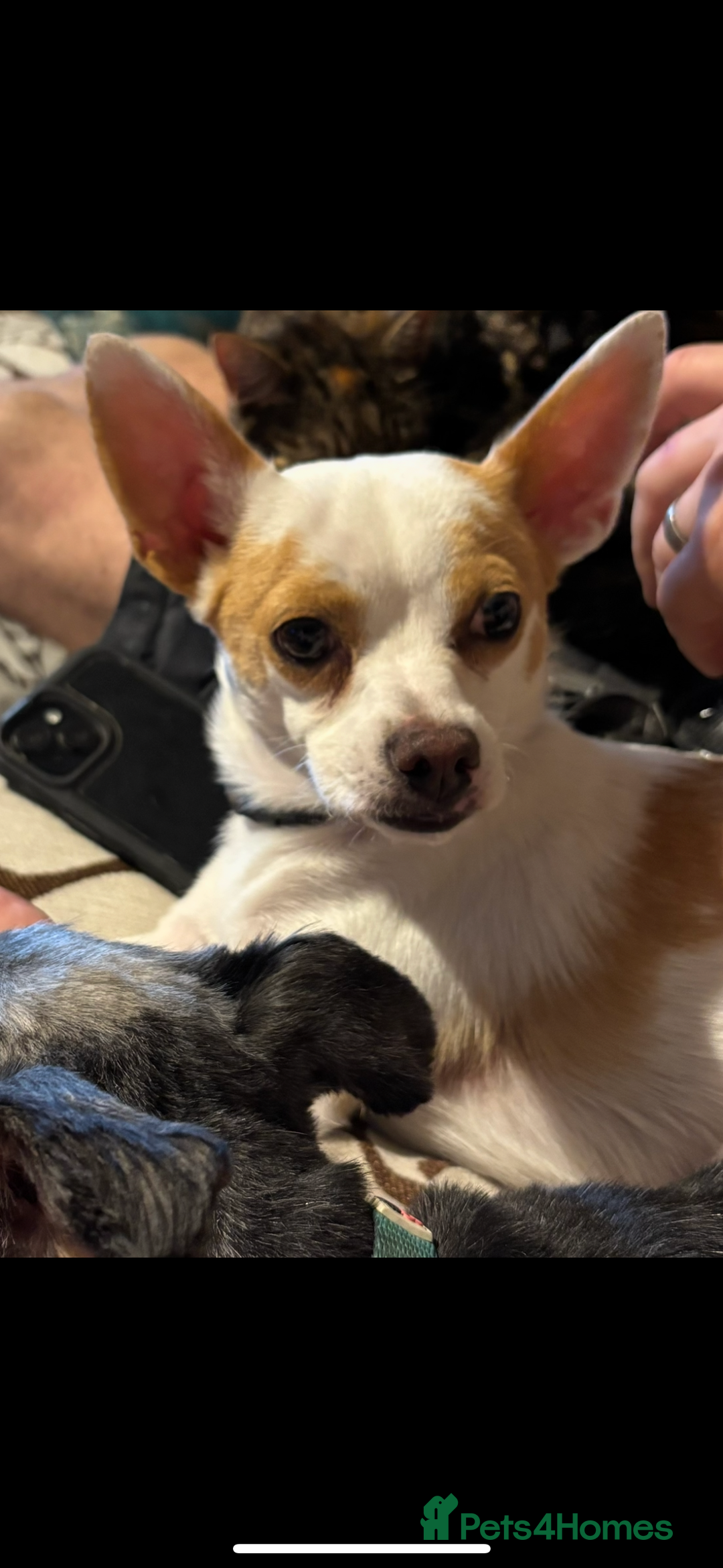 Mixed Breed dogs for sale: Ted chihuahua x Jack Russell 10 months old  - Image 4