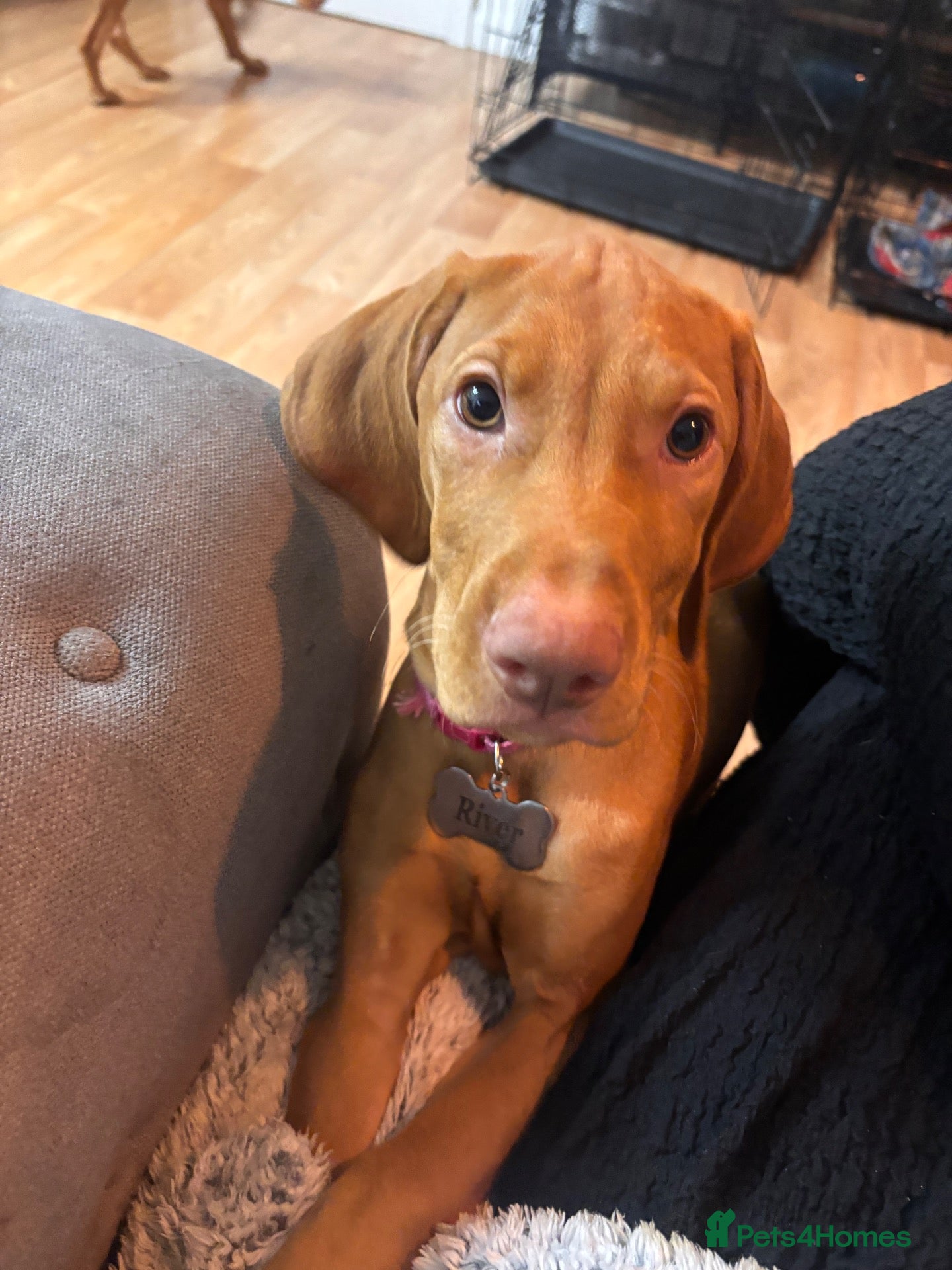 Hungarian Vizsla dogs Hungarian Vizsla pups  - Advert 16