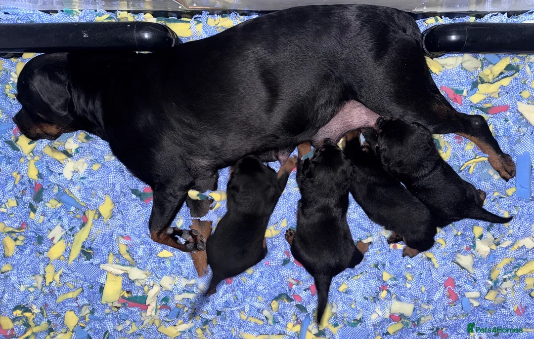 Rottweiler dogs for sale: KC Registered German Line Rottweiler Puppies 🐾🐾 - Advert 24