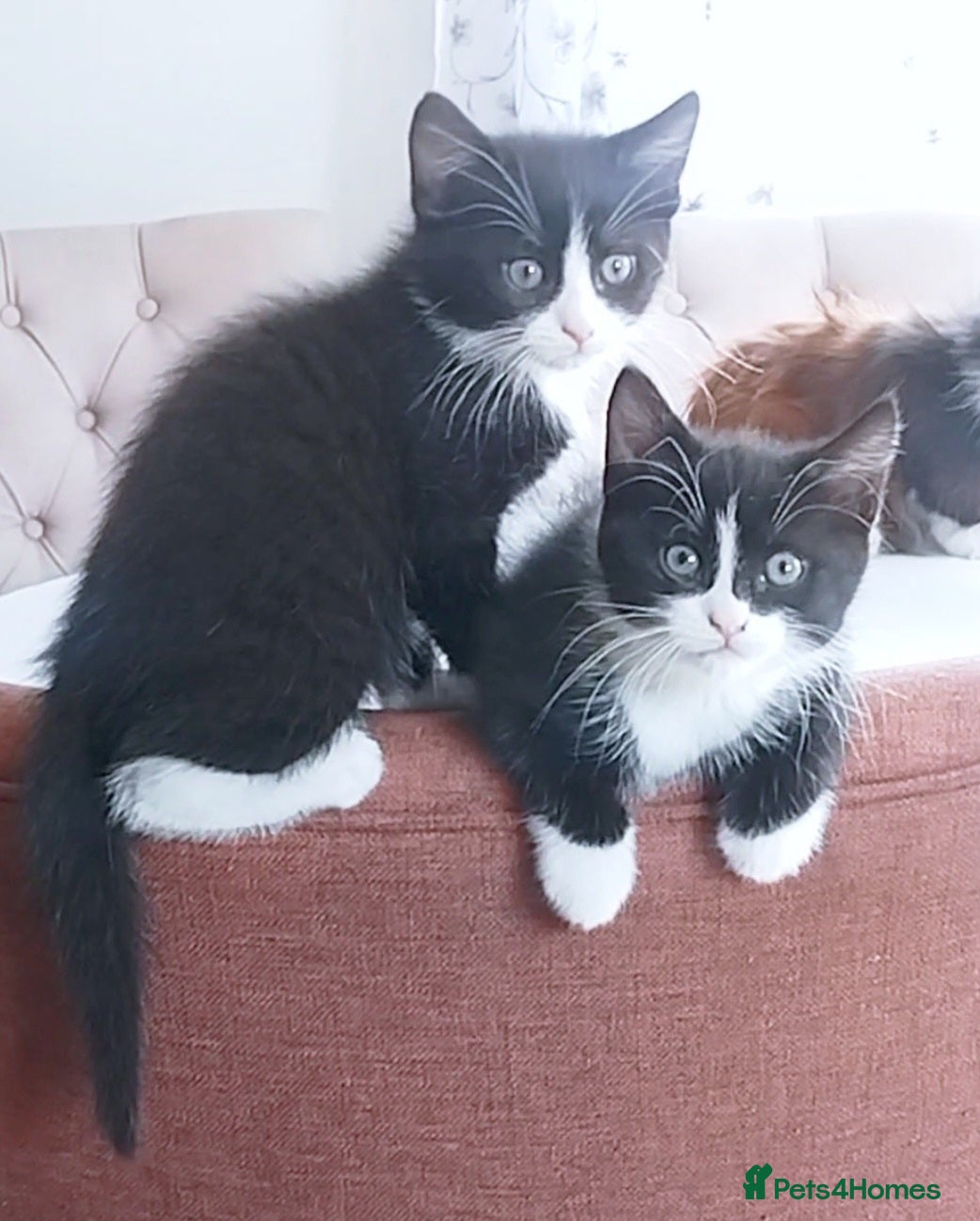 Mixed Breed cats 4 Beautiful Kittens Ready Now - Advert 17
