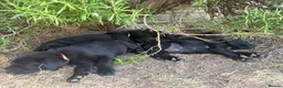 Labrador Retriever dogs for sale: 9 gorgeous KC registered black Labrador retrievers - Advert 7