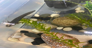Axolotl reptiles - Advert 3