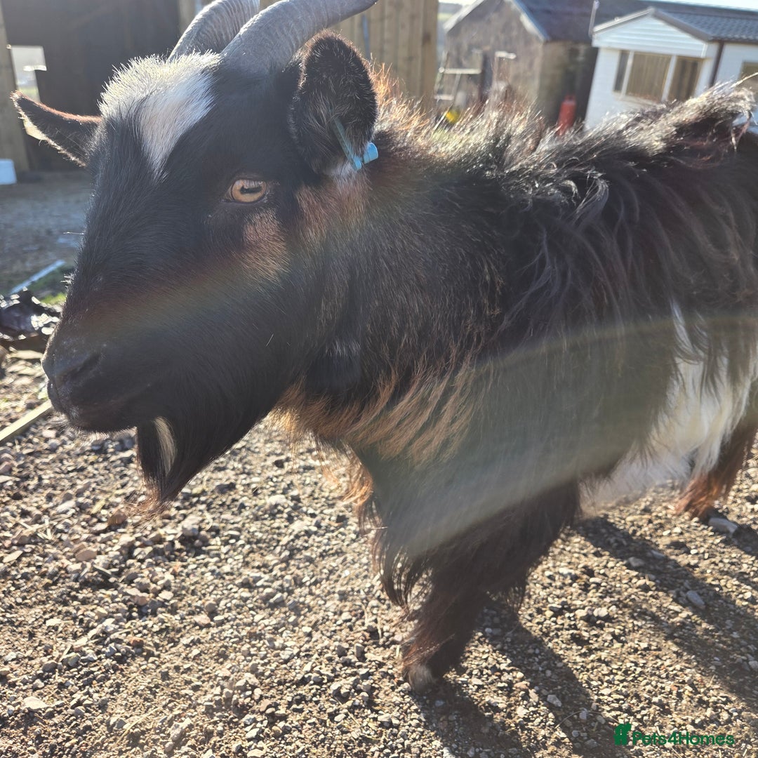 Goats livestock for sale: Pygmy Nanny - Advert 3