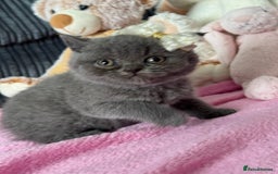 British Shorthair cats for sale: Gorgeous Champions line British Shorthair - Image 17