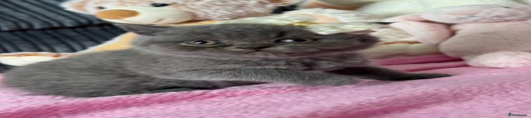 British Shorthair Kitten 6