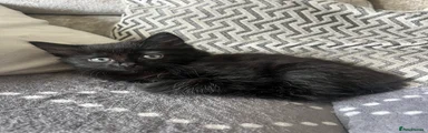 Mixed Breed Kitten 1