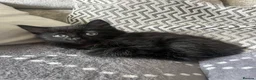 Mixed Breed cats for sale: Beautiful litter 3 left!! Ready to reserve now  - Advert 2