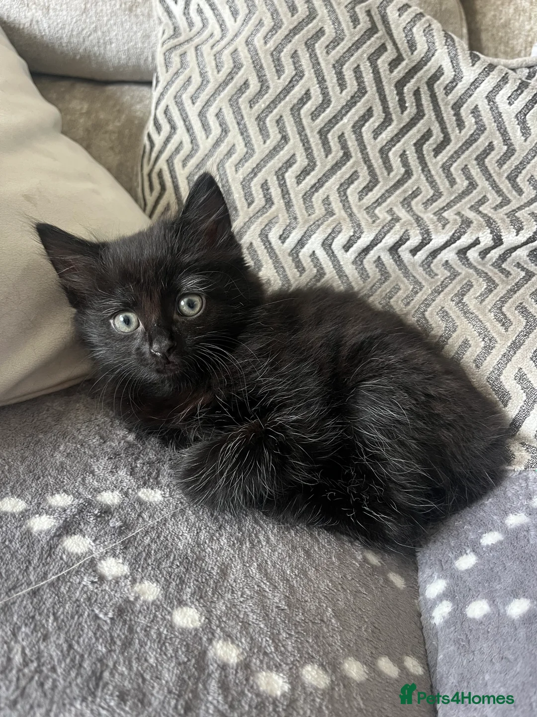 Mixed Breed cats for sale: Beautiful litter 3 left!! Ready to reserve now  - Advert 2