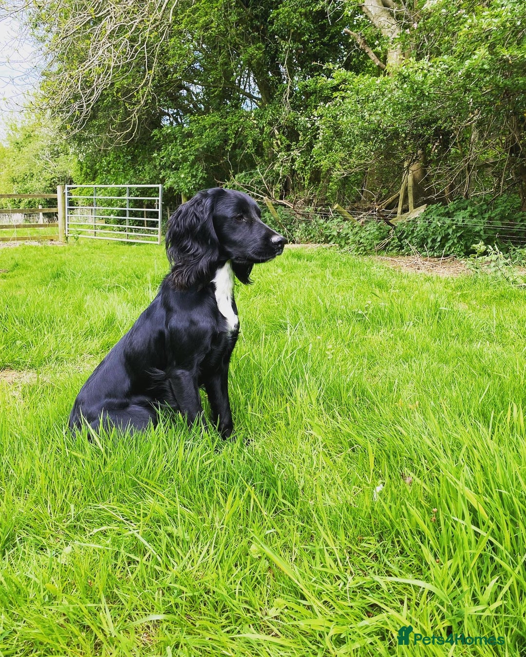 Cocker Spaniel dogs for stud: Working cocker spaniel for stud  in Southam - Advert 3