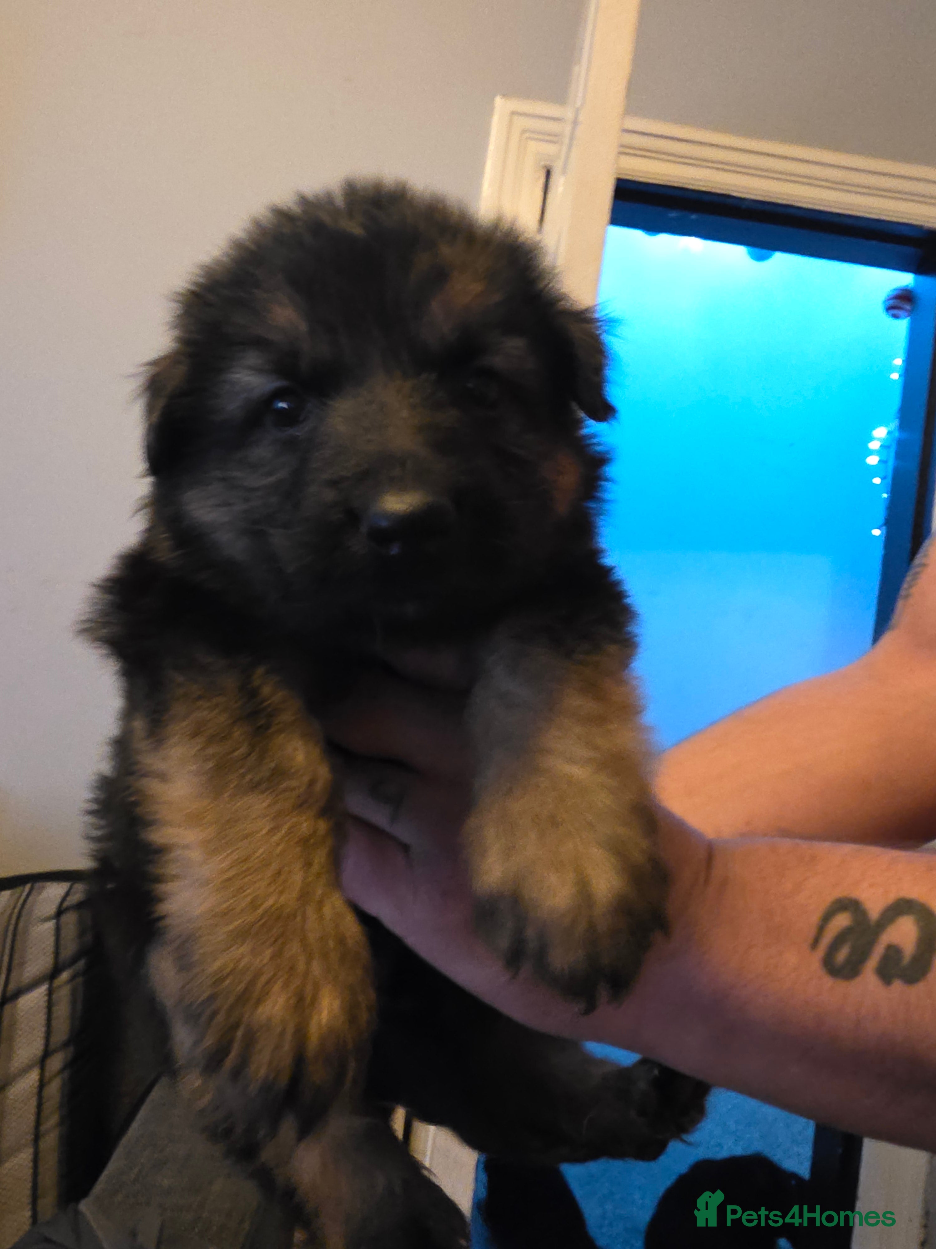 German Shepherd dogs Last remaining beautiful girl german shepherd pup - Advert 1