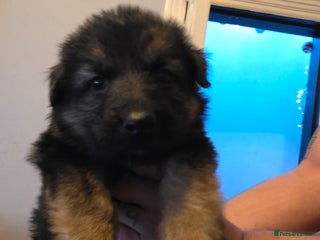 German Shepherd dogs Last remaining beautiful girl german shepherd pup - Advert 1