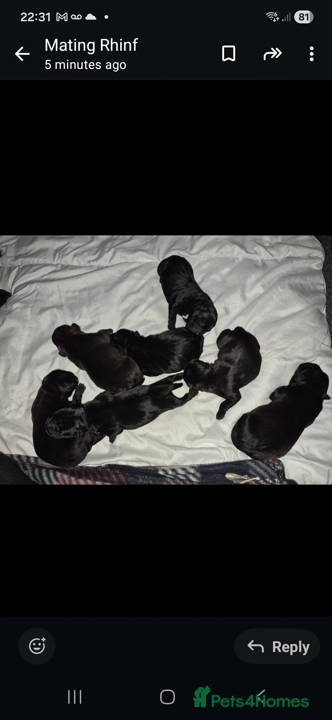 Staffordshire Bull Terrier dogs for stud:  PROVEN BEST BLACK CHAMPION LINES STUD in Swansea - Advert 7