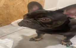 French Bulldog dogs for sale: 7 months old boys  - Image 7