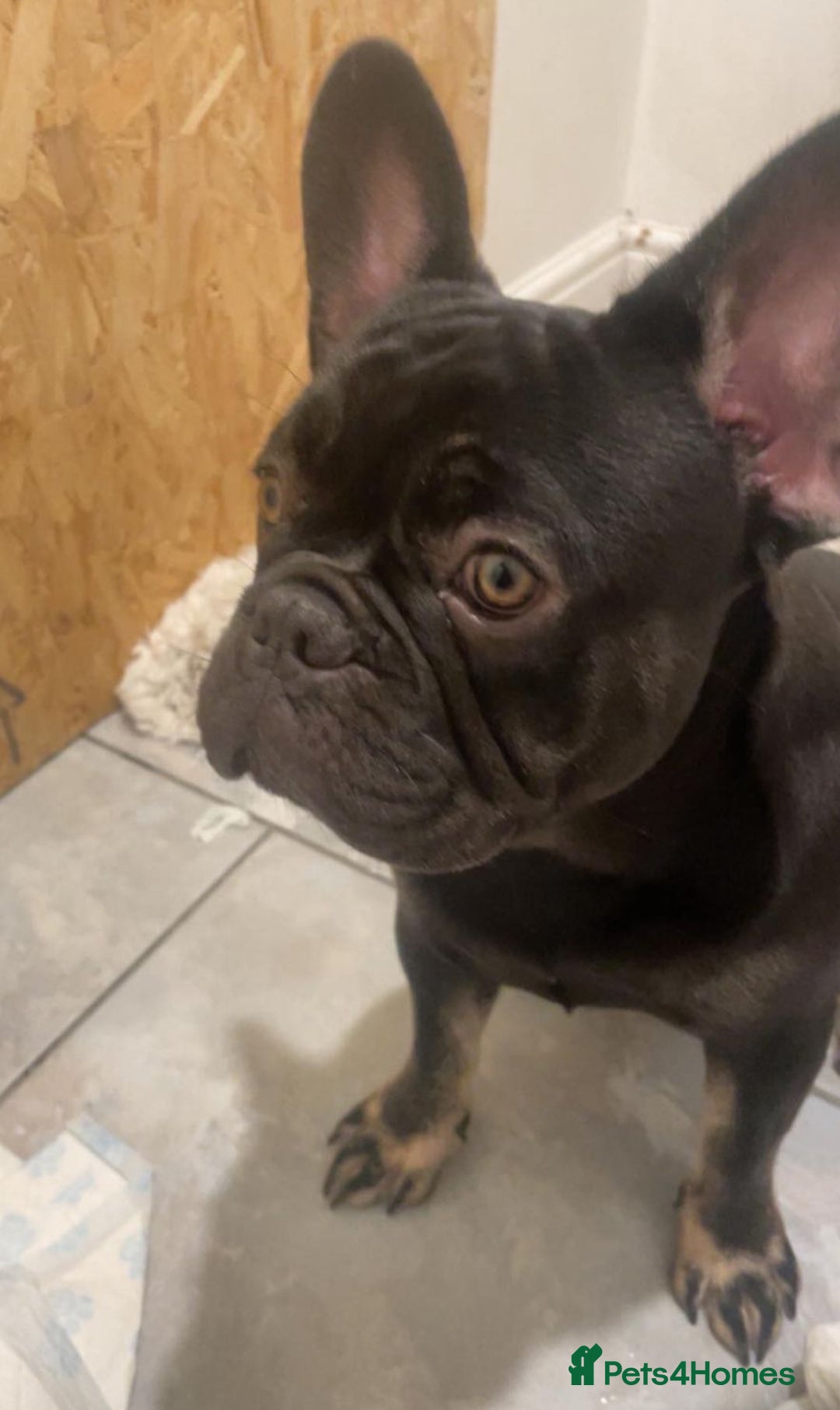 French Bulldog dogs for sale: 7 months old boys  - Image 7