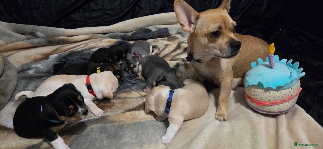 Mixed Breed dogs for sale: Adorable F1b Bullhuahua puppies - Image 9