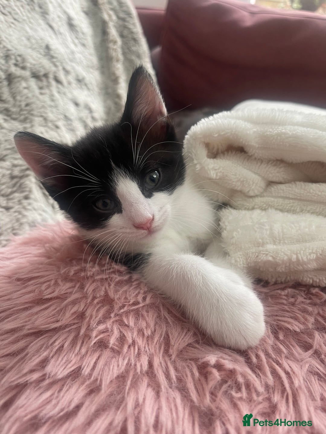 Ragdoll cats for sale: 3 Male Kittens Ragdoll X Turkish Angora  - Image 29