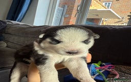 Siberian Husky dogs for sale: Husky puppies for sale - Image 7