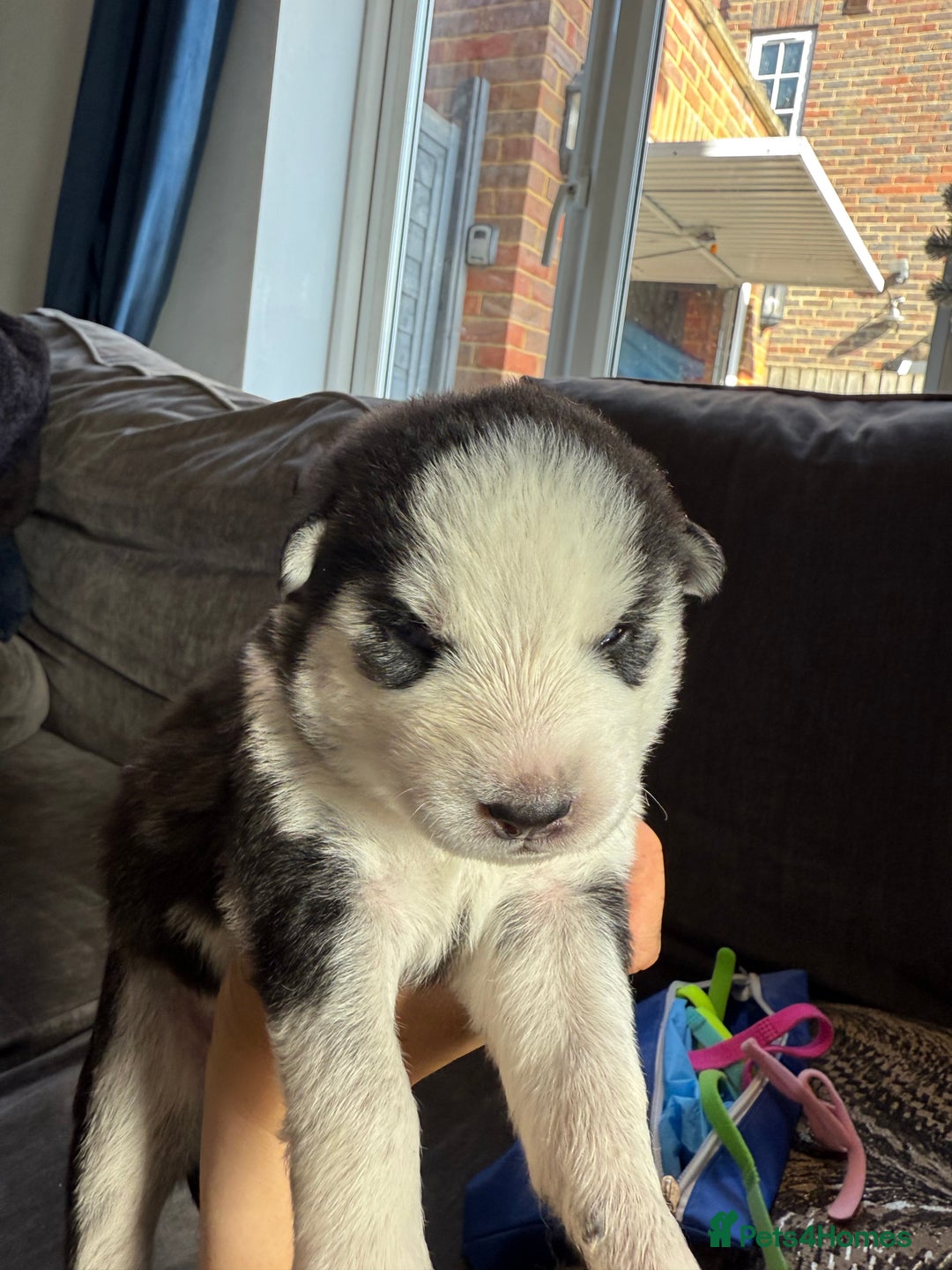 Siberian Husky dogs for sale: Husky puppies for sale - Image 7