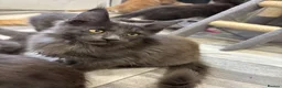 Maine Coon cats for sale: GCCF Reg’d MaineCoon Kittens–Blue Smoke-RoKits - Advert 7
