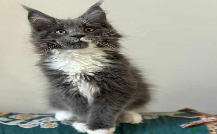 Maine Coon cats 🐾Only 2 Maine Coon Boys Still Available 🐾 - Advert 2