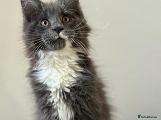 Maine Coon cats 🐾Only 2 Maine Coon Boys Still Available 🐾 - Advert 2