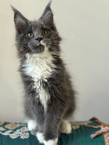 Maine Coon cats 🐾Only 2 Maine Coon Boys Still Available 🐾 - Advert 2