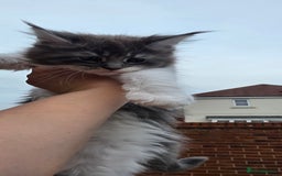 Maine Coon cats for sale: Maine Coon Kittens from Health Tested Parents. - Image 4
