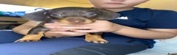 Dachshund dogs for sale: 2 Mini dachshund girls left - Advert 3