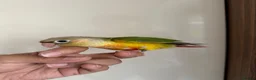 Conures birds for sale: Baby Conures available for new homes - Advert 6